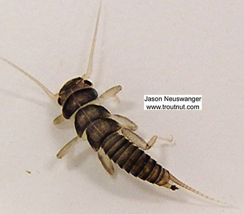 Dorsal view of a Perlidae (Golden Stone) Stonefly Nymph from unknown in Wisconsin