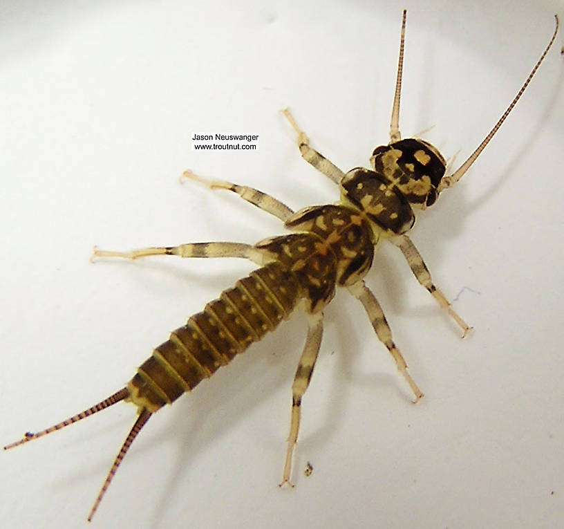 Dorsal view of a Isoperla (Perlodidae) (Stripetails and Yellow Stones) Stonefly Nymph from unknown in Wisconsin