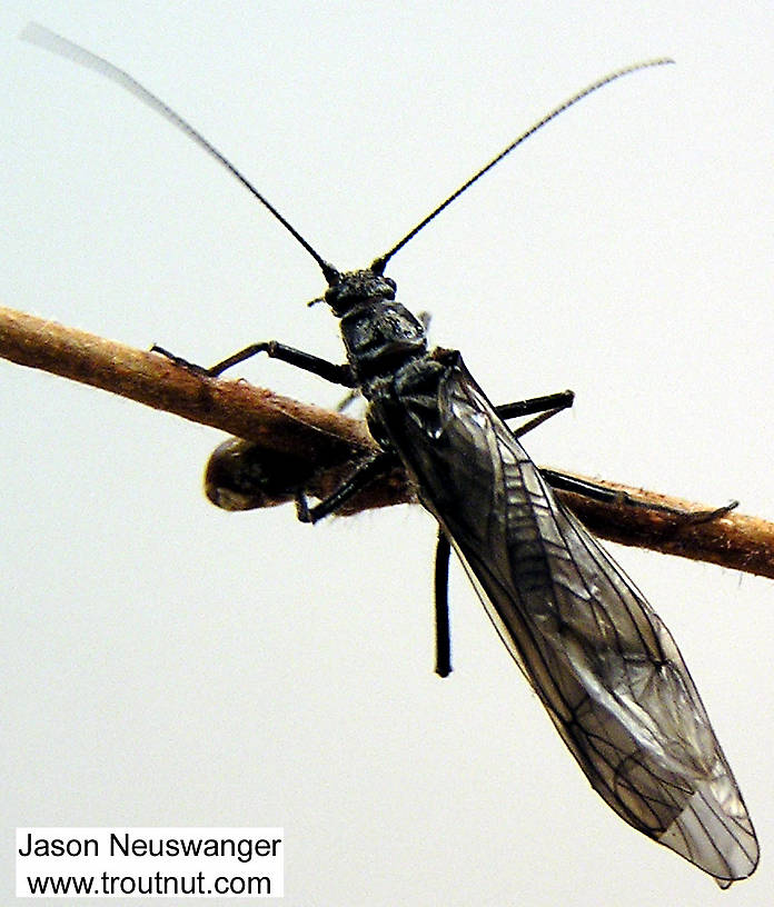 Dorsal view of a Female Strophopteryx fasciata (Taeniopterygidae) (Mottled Willowfly) Stonefly Adult from the Namekagon River in Wisconsin