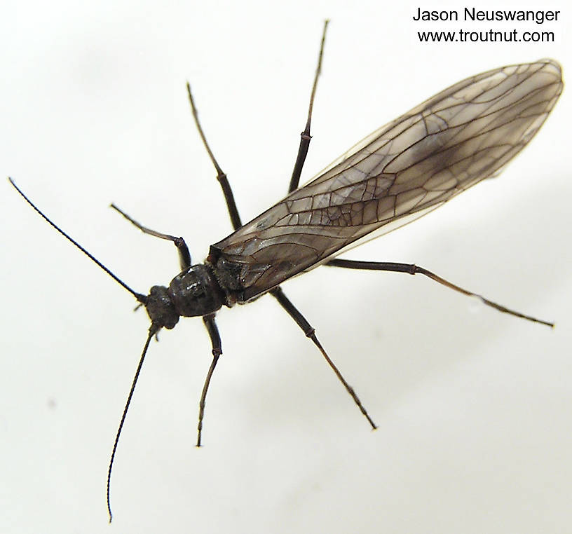 Dorsal view of a Female Strophopteryx fasciata (Taeniopterygidae) (Mottled Willowfly) Stonefly Adult from the Namekagon River in Wisconsin