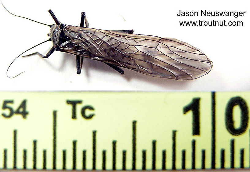 Ruler view of a Male Strophopteryx fasciata (Taeniopterygidae) (Mottled Willowfly) Stonefly Adult from the Namekagon River in Wisconsin The smallest ruler marks are 1/32".