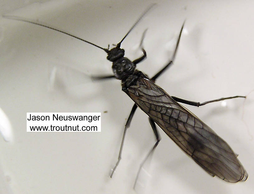 Dorsal view of a Male Strophopteryx fasciata (Taeniopterygidae) (Mottled Willowfly) Stonefly Adult from the Namekagon River in Wisconsin