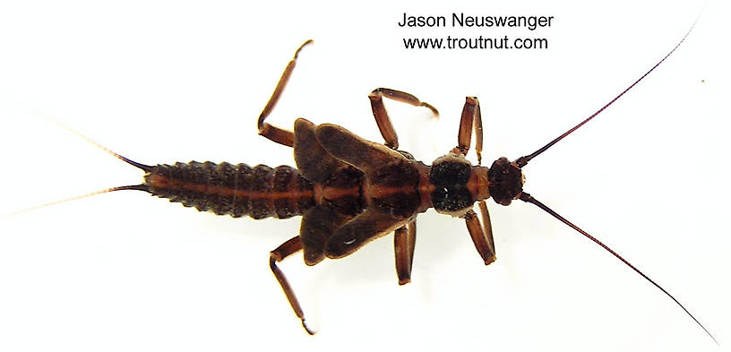 Dorsal view of a Taeniopteryx nivalis (Taeniopterygidae) (Early Black Stonefly) Stonefly Nymph from unknown in Wisconsin
