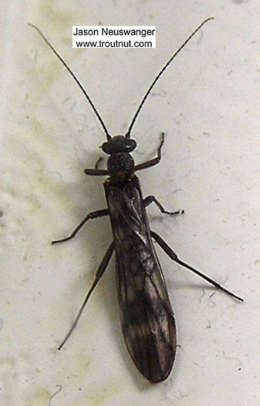 Dorsal view of a Plecoptera (Stonefly) Insect Nymph from the Namekagon River, below Lake Hayward in Wisconsin