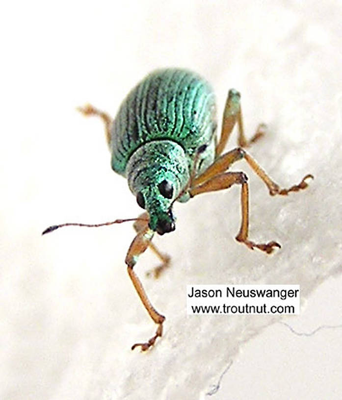 Artistic view of a Polydrusus (Curculionidae) (Weevil) Beetle Adult from the Bois Brule River in Wisconsin