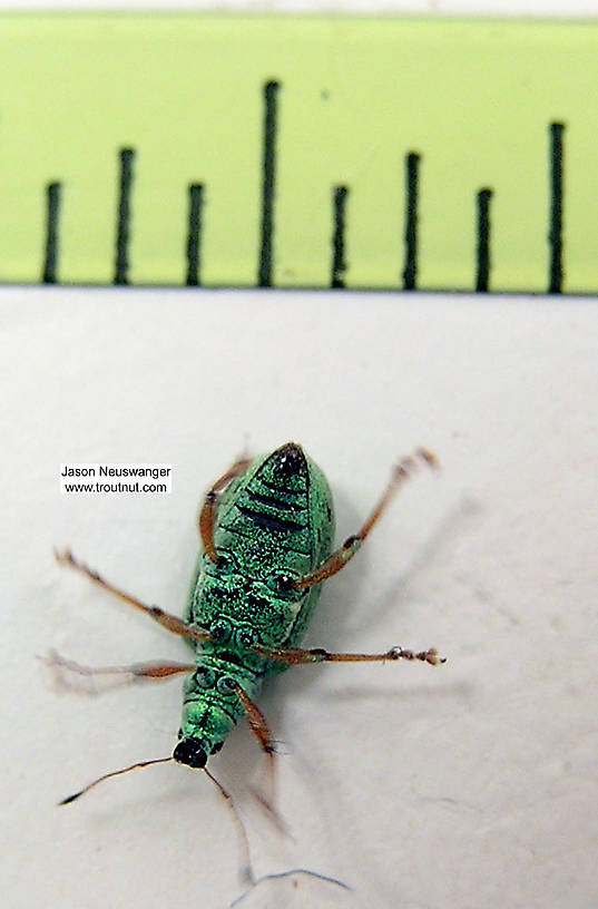 Polydrusus (Green Weevil) Beetle Adult