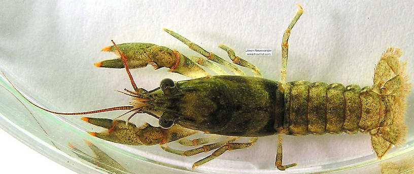 Dorsal view of a Cambaridae Crayfish Juvenile from the Namekagon River in Wisconsin