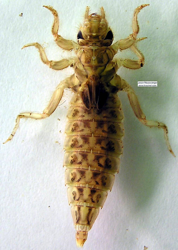 Dorsal view of a Gomphidae Dragonfly Nymph from the Namekagon River in Wisconsin