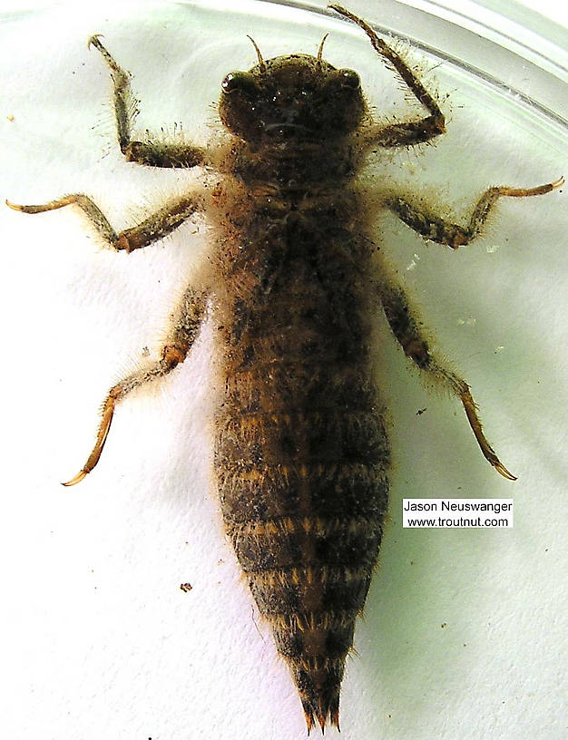 Dorsal view of a Cordulegaster (Cordulegastridae) Dragonfly Nymph from the Namekagon River in Wisconsin