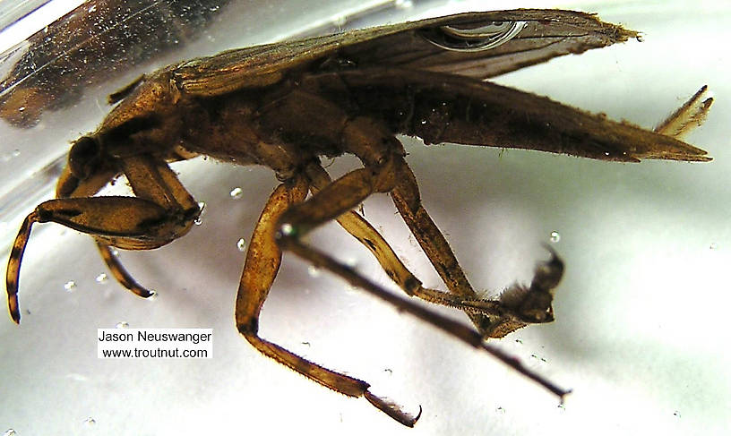 Lateral view of a Belostoma flumineum (Belostomatidae) (Electric Light Bug) Giant Water Bug Adult from the Namekagon River in Wisconsin