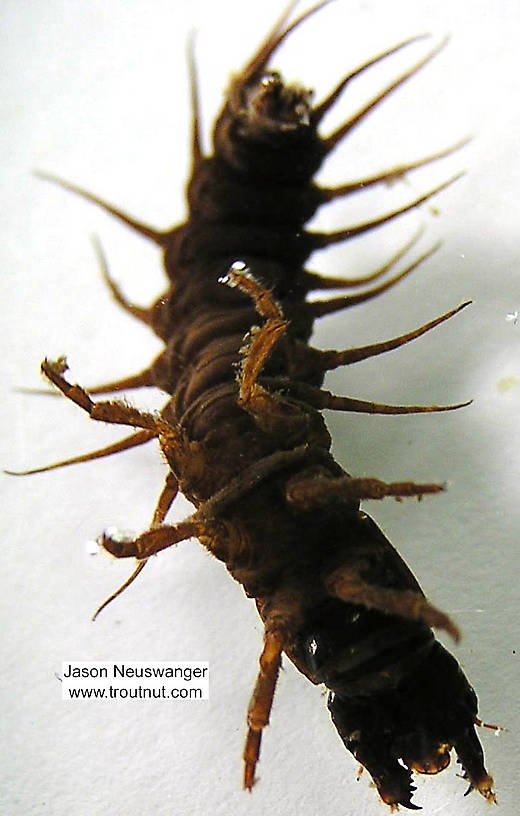 Nigronia serricornis (Fishfly) Hellgrammite Larva