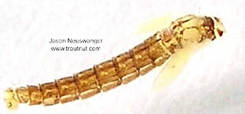 Dorsal view of a Chironomidae (Midge) True Fly Pupa from unknown in Wisconsin