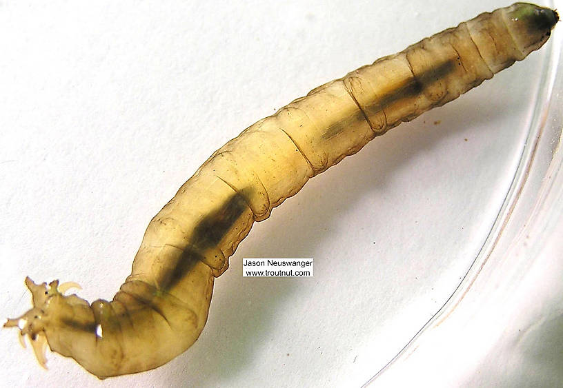 Tipulidae (Crane Fly) True Fly Larva from unknown in Wisconsin