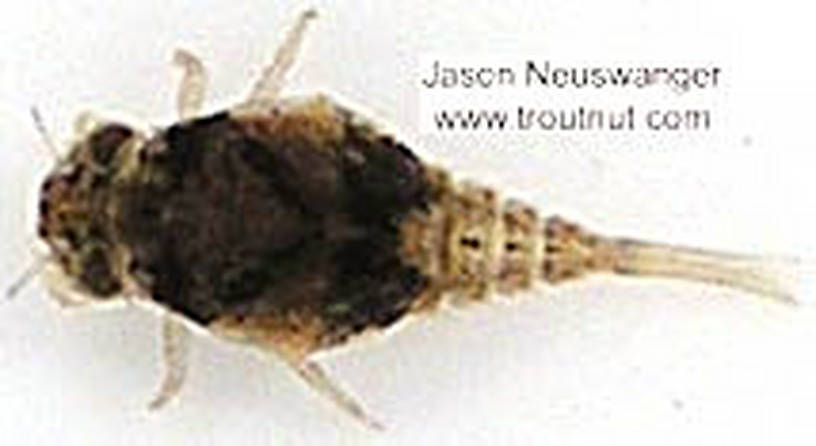Baetisca (Baetiscidae) (Armored Mayfly) Mayfly Nymph from unknown in Wisconsin