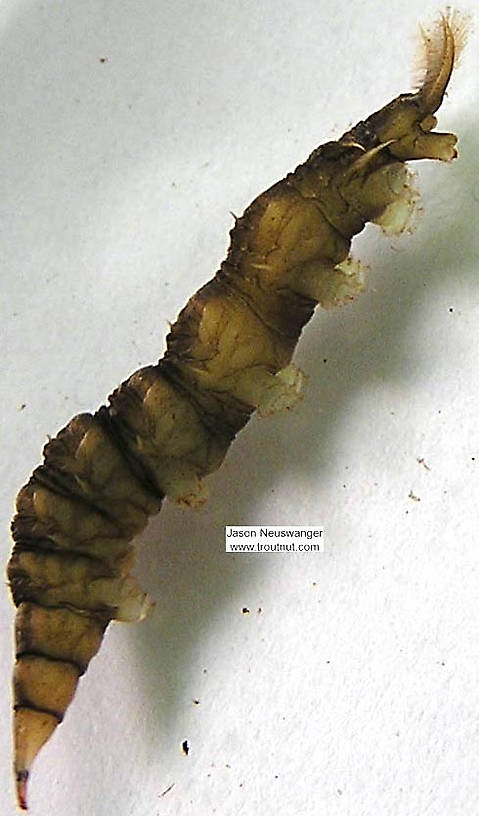 Lateral view of a Atherix (Athericidae) (Watersnipe Fly) True Fly Larva from unknown in Wisconsin