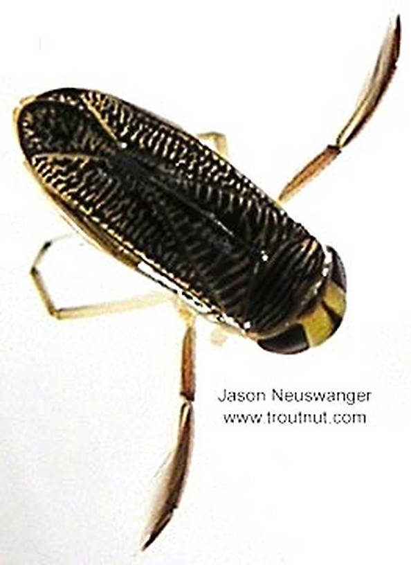 Dorsal view of a Corixidae (Water Boatman) True Bug Adult from unknown in Wisconsin