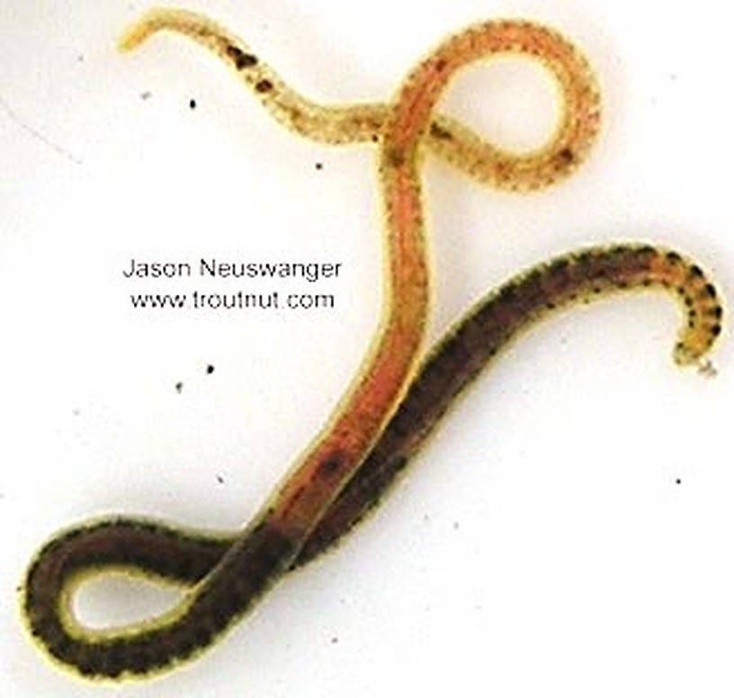 Clitelatta-Oligochaeta (Worm) Animal Adult