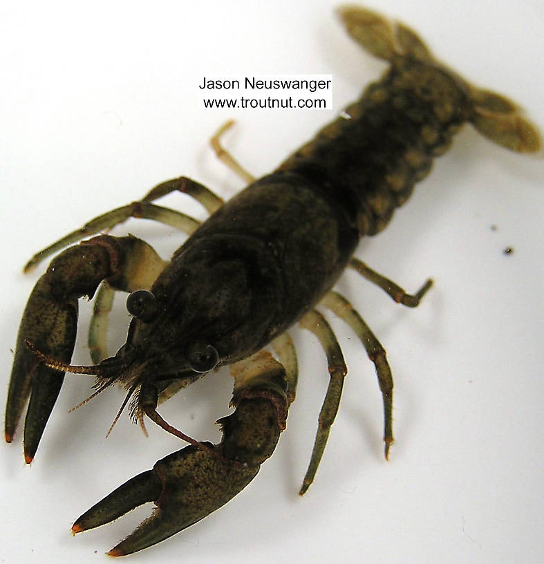 Dorsal view of a Cambaridae Crayfish Adult from unknown in Wisconsin