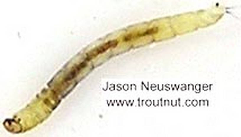 Lateral view of a Chironomidae (Midge) True Fly Larva from unknown in Wisconsin