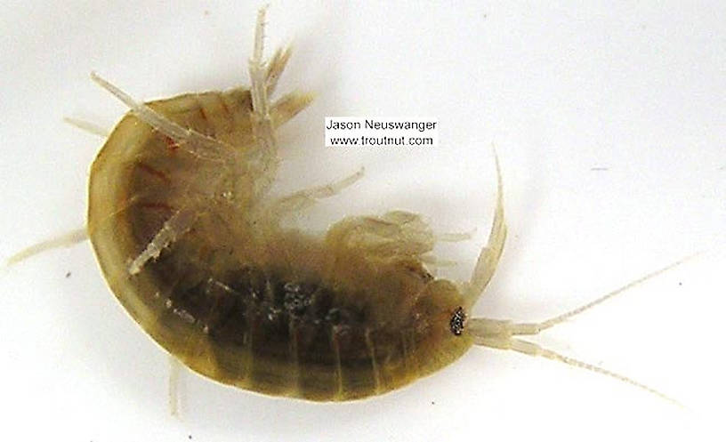 Lateral view of a Amphipoda (Scud) Arthropod Adult from unknown in Wisconsin