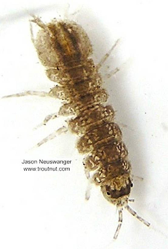 Dorsal view of a Caecidotea (Asellidae) (Cress Bug) Arthropod Adult from unknown in Wisconsin