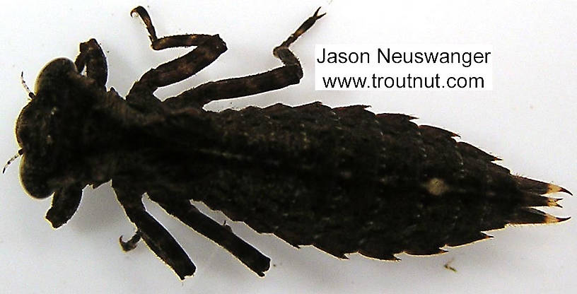 Dorsal view of a Aeshnidae Dragonfly Nymph from unknown in Wisconsin