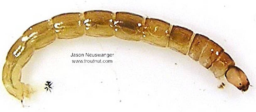 Chironomidae (Midges) True Fly Larva