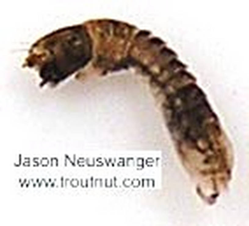 Lateral view of a Simuliidae (Black Fly) True Fly Larva from Schacte Creek in Wisconsin