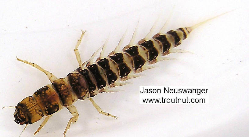 Dorsal view of a Sialis (Sialidae) Alderfly Larva from unknown in Wisconsin