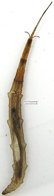 Dorsal view of a Ptychopteridae (Phantom Crane Fly) True Fly Larva from unknown in Wisconsin