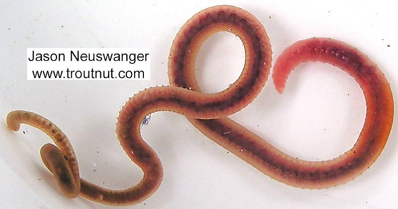 Dorsal view of a Clitelatta-Oligochaeta (Worm) Animal Adult from unknown in Wisconsin