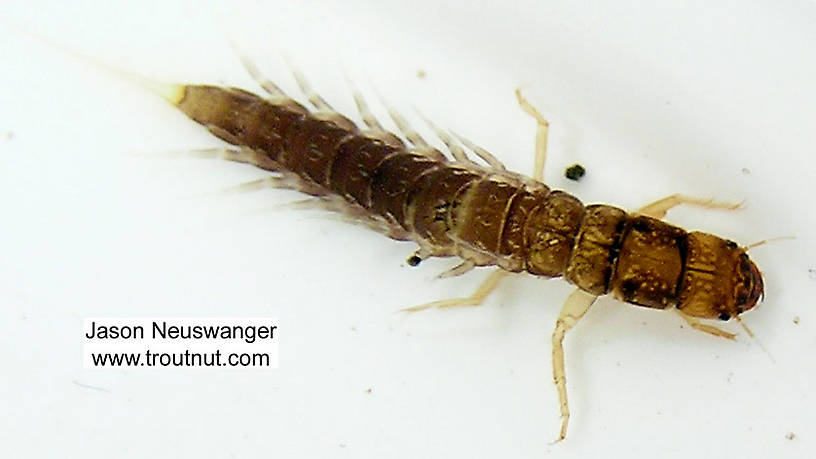 Dorsal view of a Sialis (Sialidae) Alderfly Larva from unknown in Wisconsin