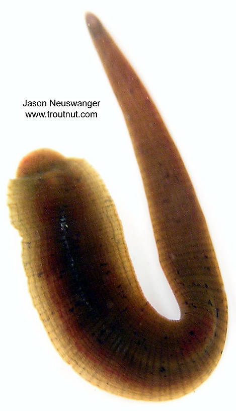 Dorsal view of a Clitellata-Hirudinae (Leech) Animal Adult from unknown in Wisconsin