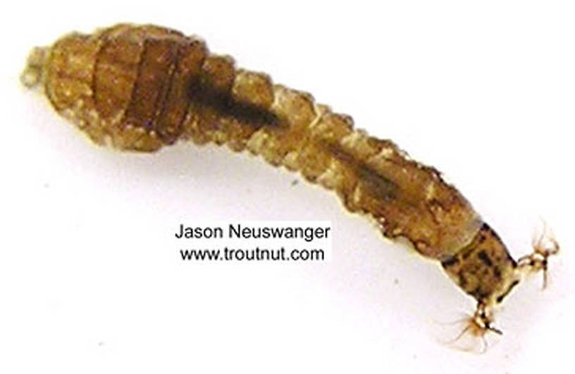 Dorsal view of a Simuliidae (Black Fly) True Fly Larva from unknown in Wisconsin
