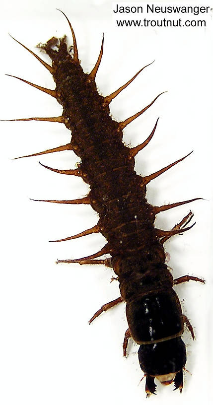 Dorsal view of a Corydalidae (Hellgrammite) Insect Larva from unknown in Wisconsin