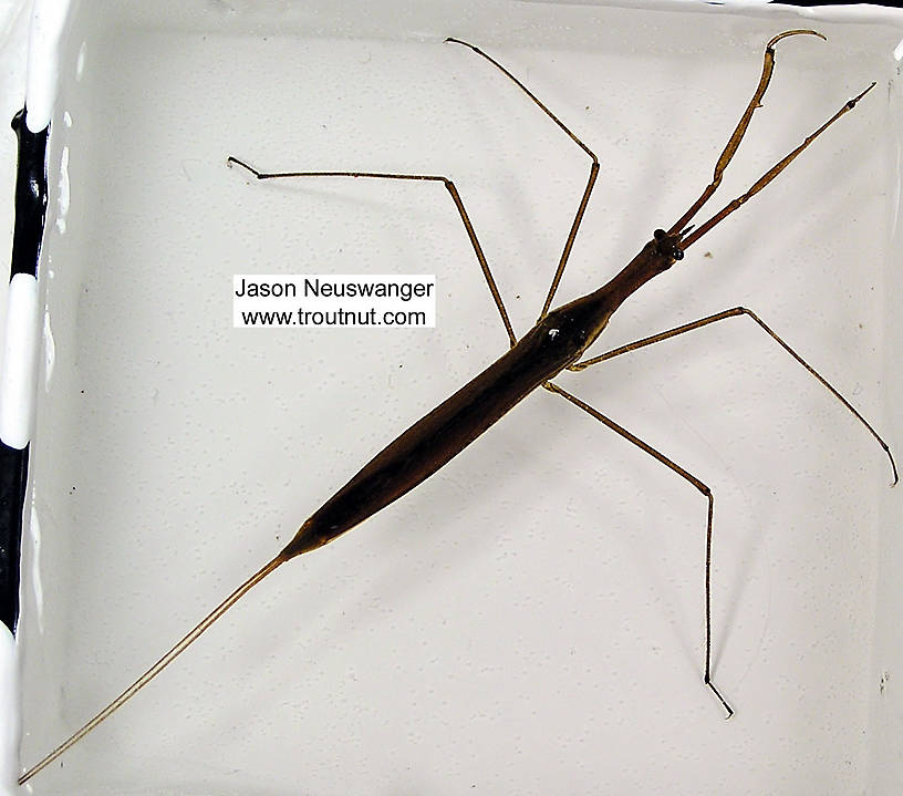 Dorsal view of a Ranatra (Nepidae) Water Scorpion Adult from unknown in Wisconsin