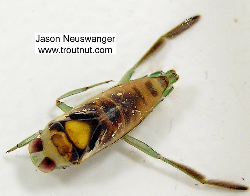 The specimen is right-side-up, but dead, in this picture.  The isopropyl alcohol I used to kill it also immediately discolored it.

Dorsal view of a Notonectidae (Backswimmer) True Bug Adult from unknown in Wisconsin