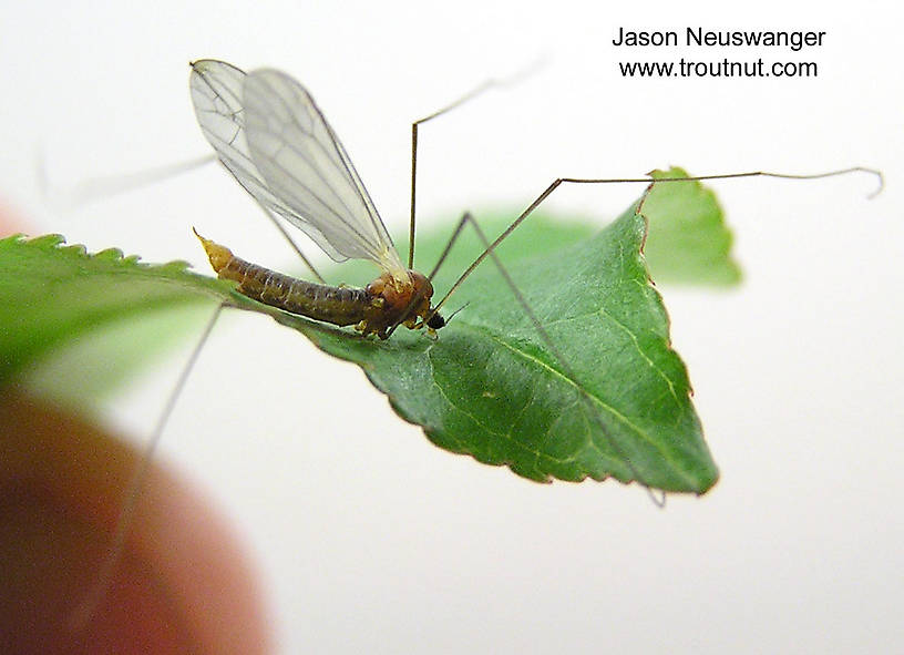 Lateral view of a Tipulidae (Crane Fly) True Fly Adult from unknown in Wisconsin