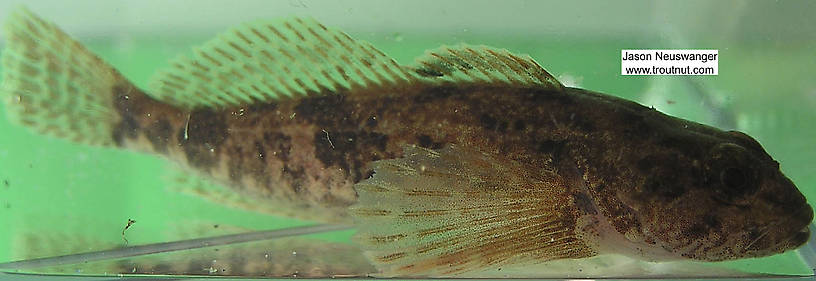 Lateral view of a Cottidae (Sculpin) Fish Adult from the Namekagon River in Wisconsin