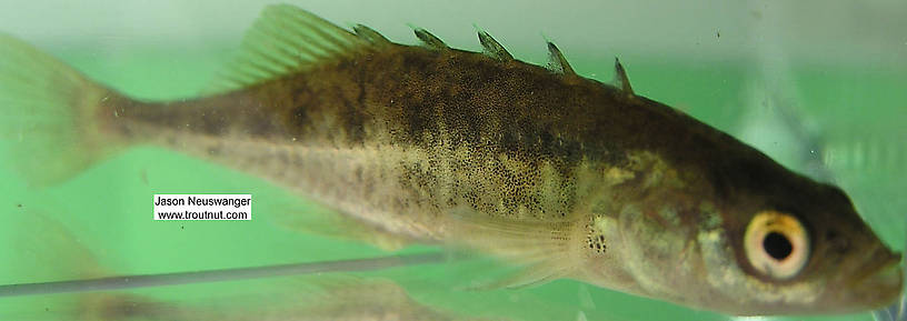 Lateral view of a Gasterosteidae (Stickleback) Fish Adult from the Namekagon River in Wisconsin