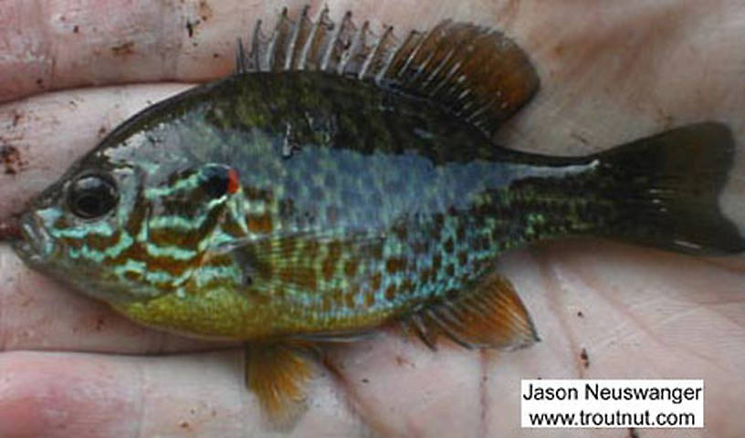 Lateral view of a Centrarchidae (Sunfish and Bass) Fish Adult from the Marengo River in Wisconsin