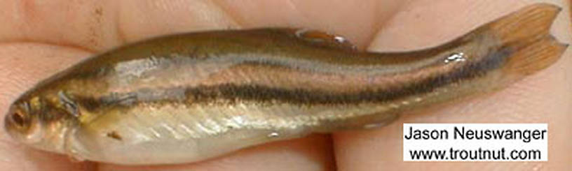Lateral view of a Cyprinidae (Minnow) Fish Adult from Bearsdale Springs in Wisconsin