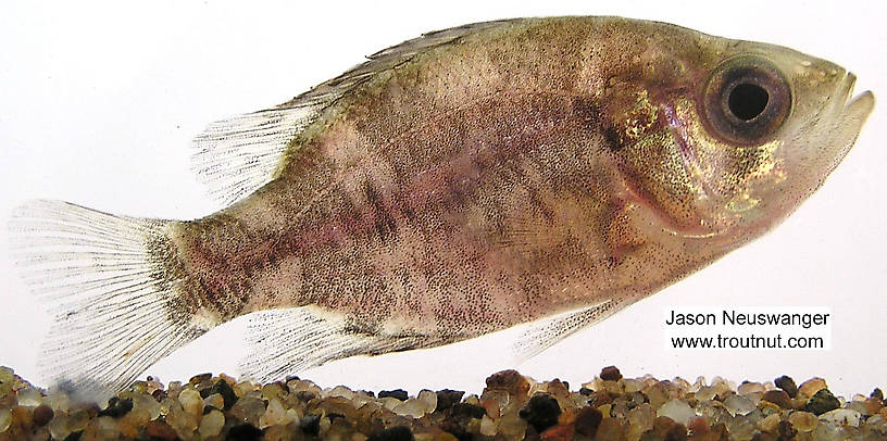 Lateral view of a Centrarchidae (Sunfish and Bass) Fish Adult from unknown in Wisconsin