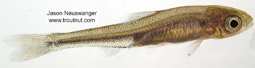 Lateral view of a Cyprinidae (Minnow) Fish Adult from unknown in Wisconsin