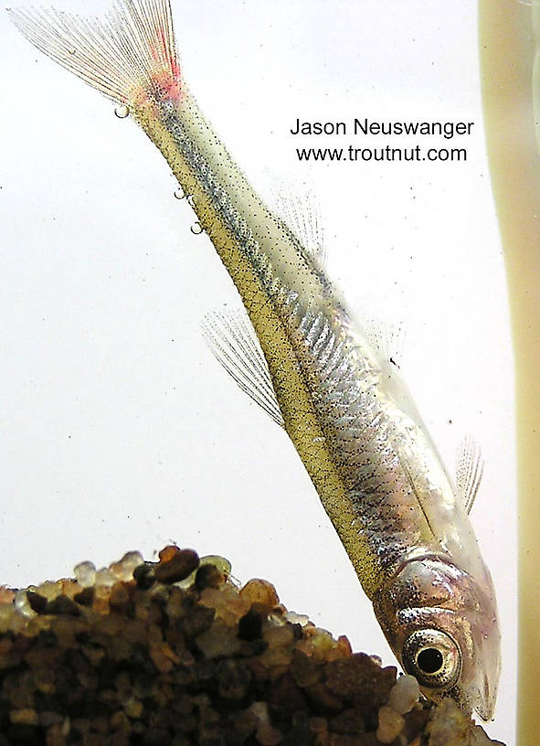 Lateral view of a Cyprinidae (Minnow) Fish Adult from unknown in Wisconsin