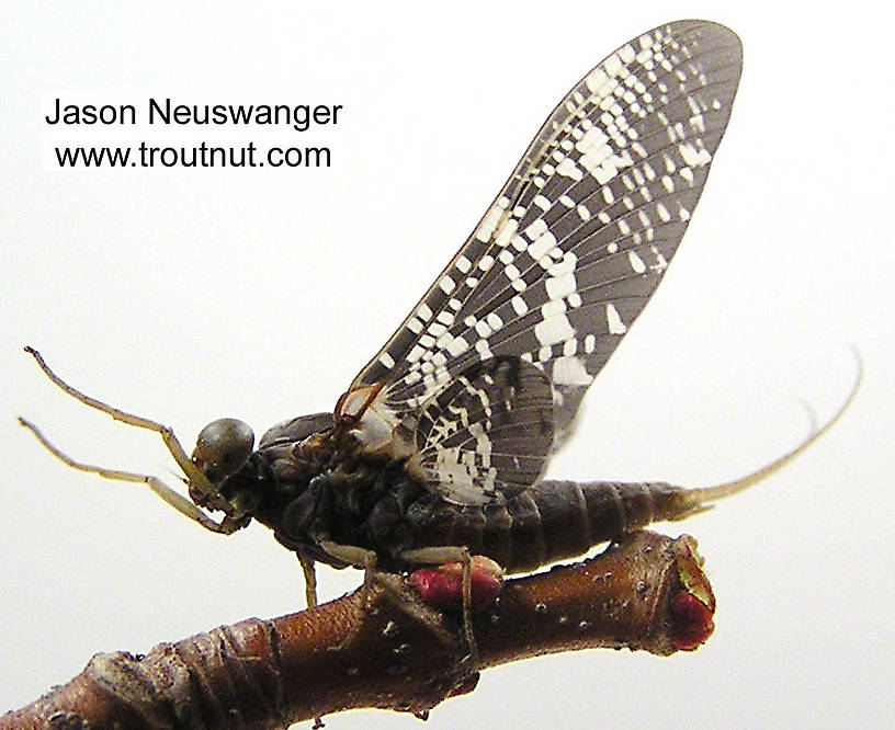 Male Baetisca laurentina (Baetiscidae) (Armored Mayfly) Mayfly Dun from the Namekagon River in Wisconsin