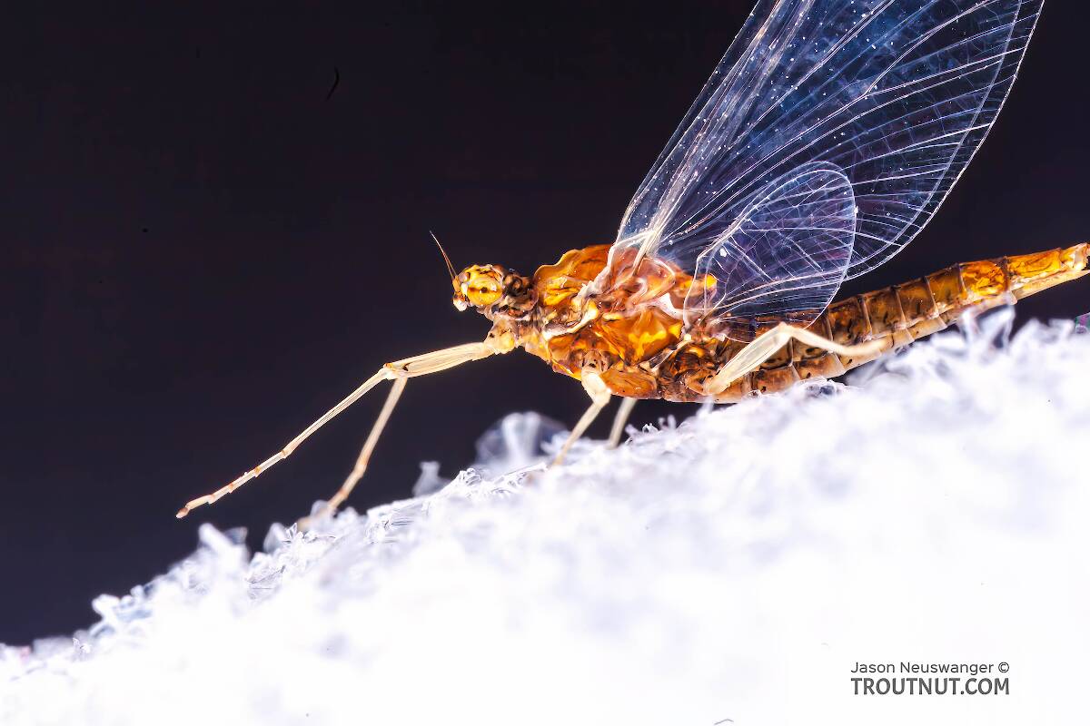 Female Ephemerellidae (Hendricksons, Sulphurs, PMDs, BWOs) Mayfly Spinner