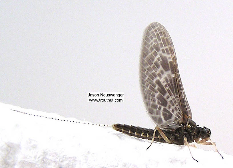 Female Callibaetis ferrugineus (Baetidae) (Speckled Dun) Mayfly Dun from unknown in Wisconsin