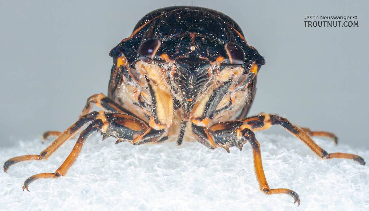 Cicadidae (Cicada) True Bug Adult