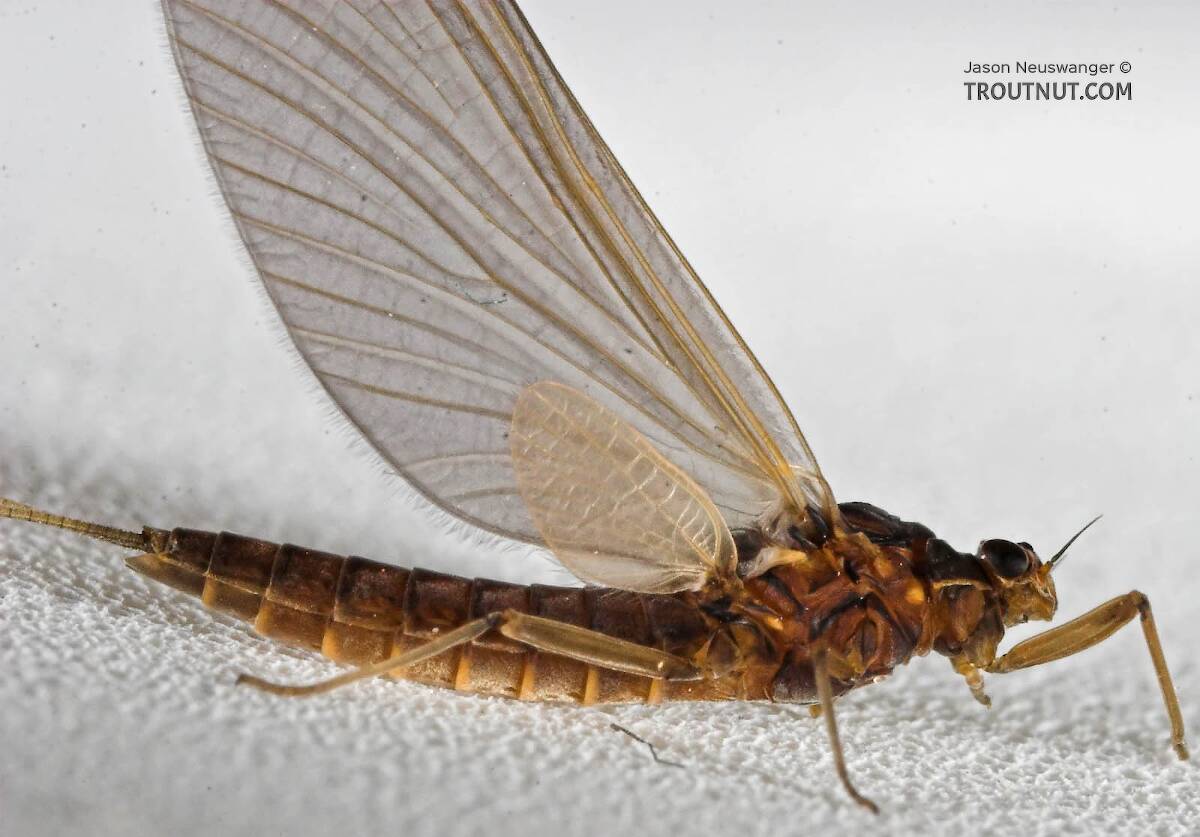 Female Paraleptophlebia (Blue Quills) Mayfly Dun
